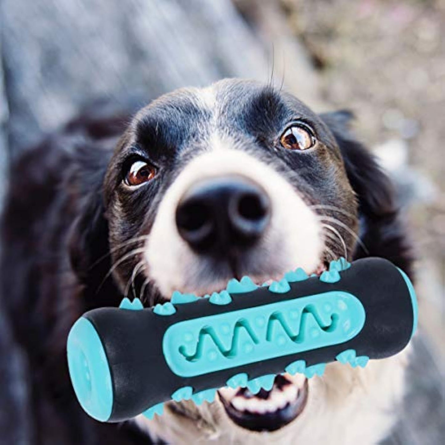 Brosse à dents pour chien, jouet à mâcher, bâton de nettoyage des dents pour chiot, dents en caoutchouc naturel, jouet molaire pour chiens et animaux de compagnie